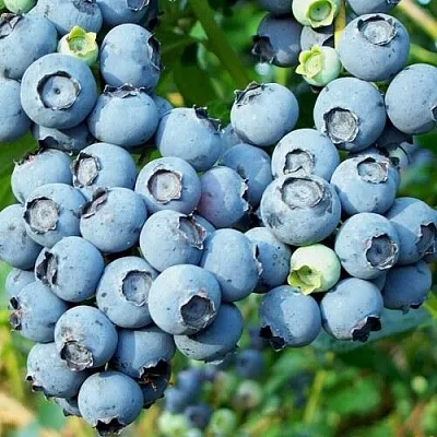 Голубика ПУРУ  Голубика ПУРУ в Пинске