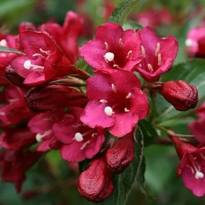 Вейгела ЕВА РАТКЕ в Пинске