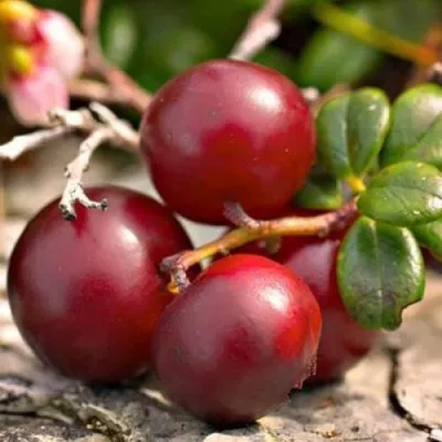 Клюква ЭРЛИ БЛЭК — описание сорта Клюква ЭРЛИ БЛЭК в Пинске