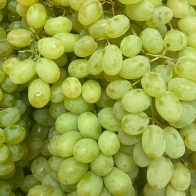 Зеленый в Пинске