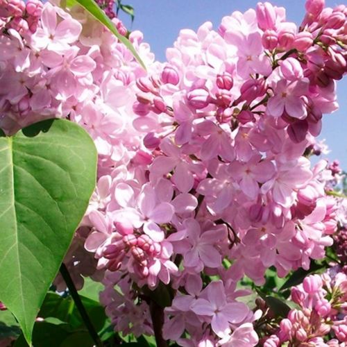 Сирень АДЕЛИНА в Пинске