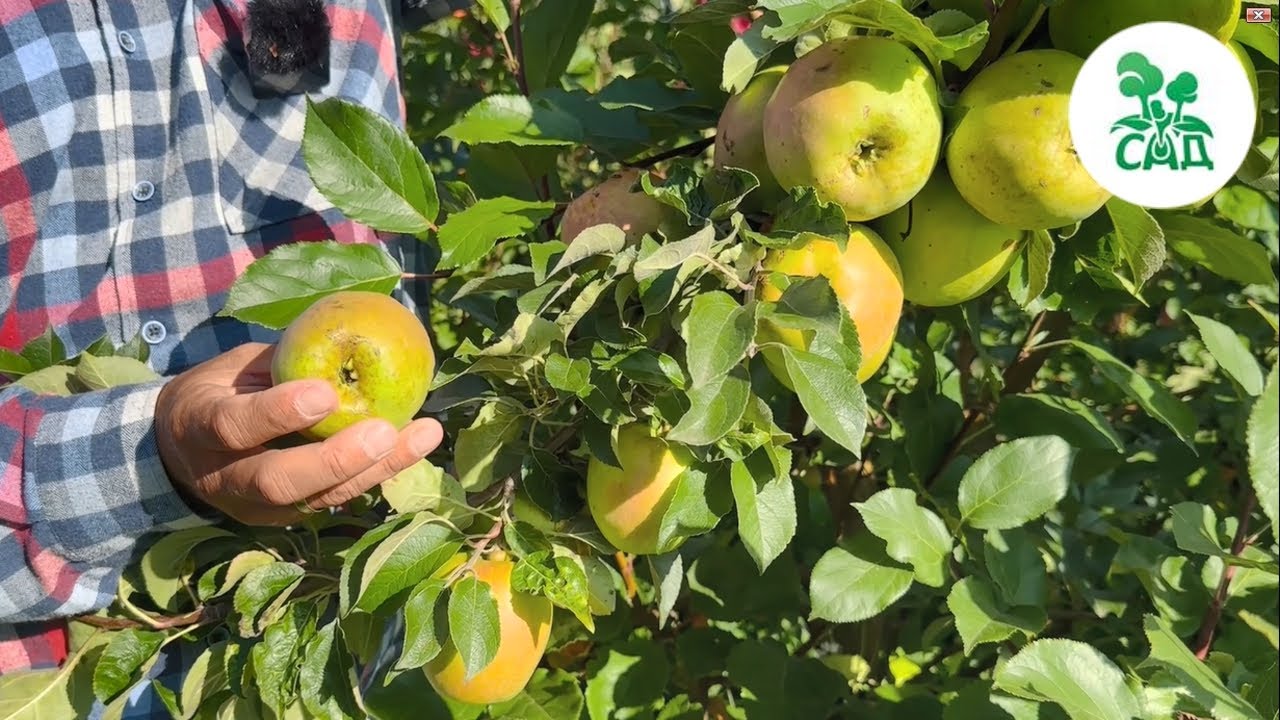 Превью видео