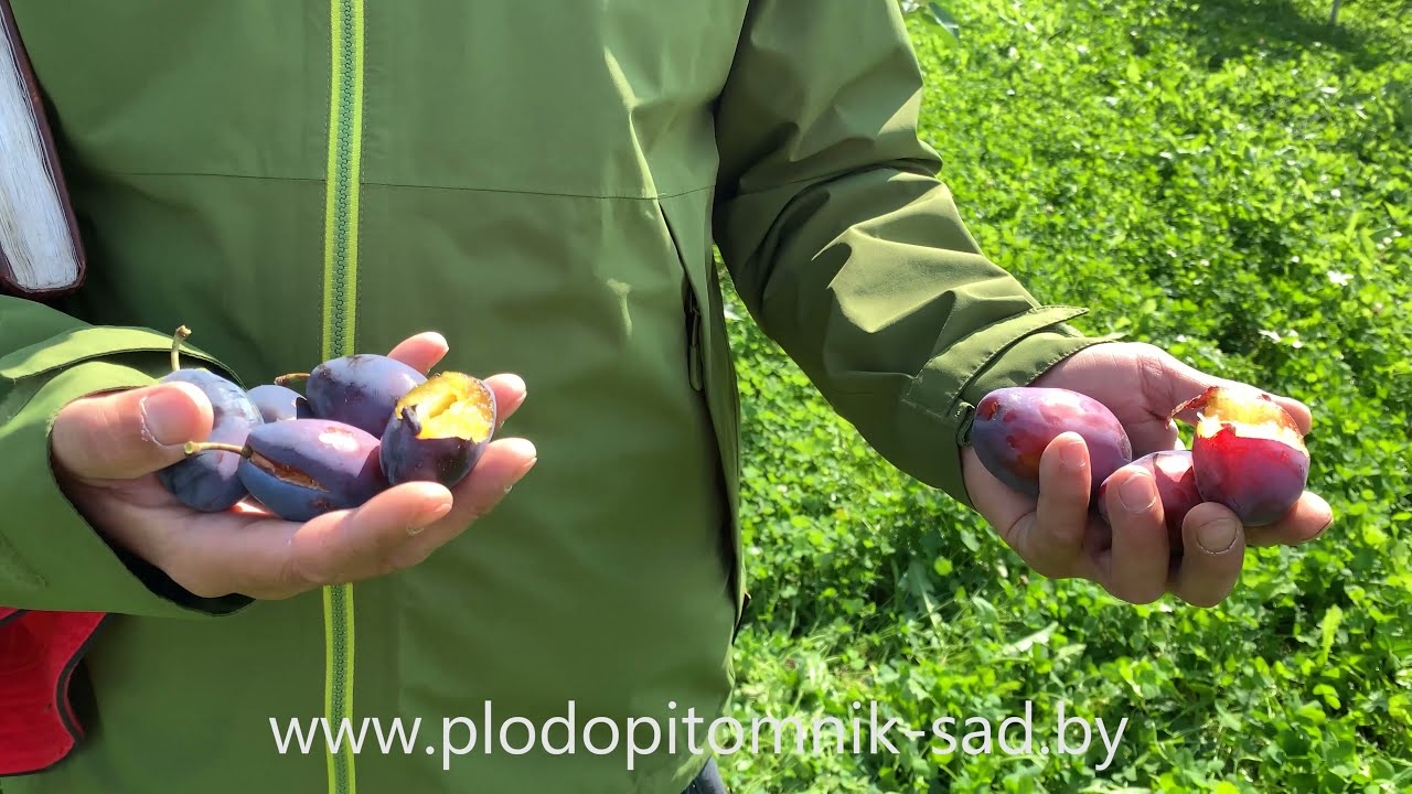 Превью видео