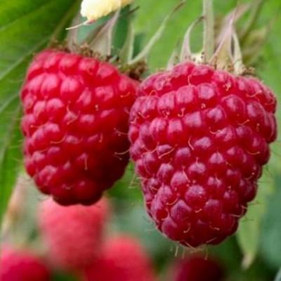 Средняя в Пинске