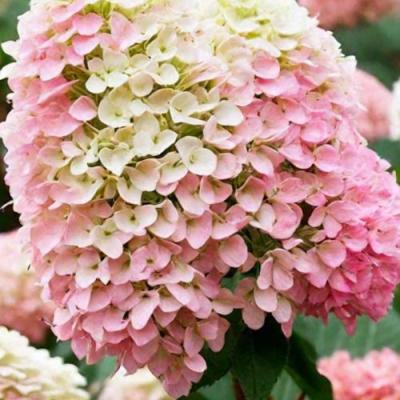 Низкорослые (карликовые) в Пинске