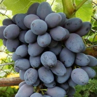 Черный виноград в Пинске