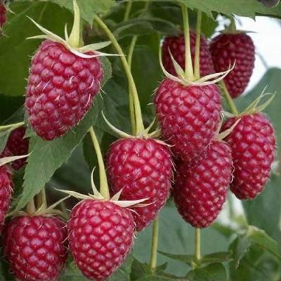 Высокая в Пинске