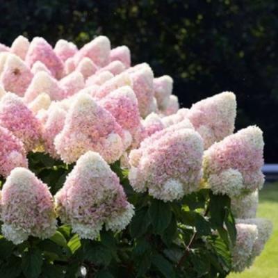 Бело-розовая в Пинске