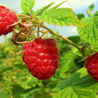 Бесшипная в Пинске