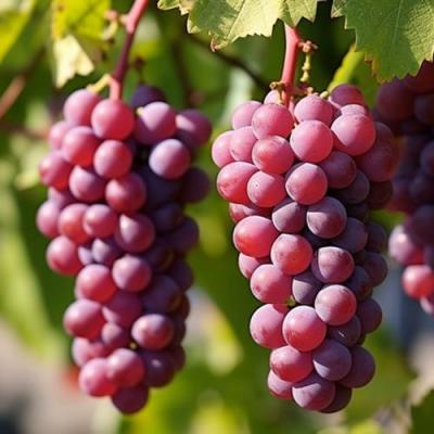 Фиолетовый в Пинске