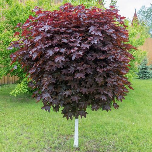 Клен красный в Пинске