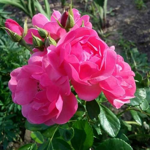 Роза АНГЕЛА флорибунда в Пинске