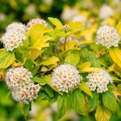 Желтый в Пинске