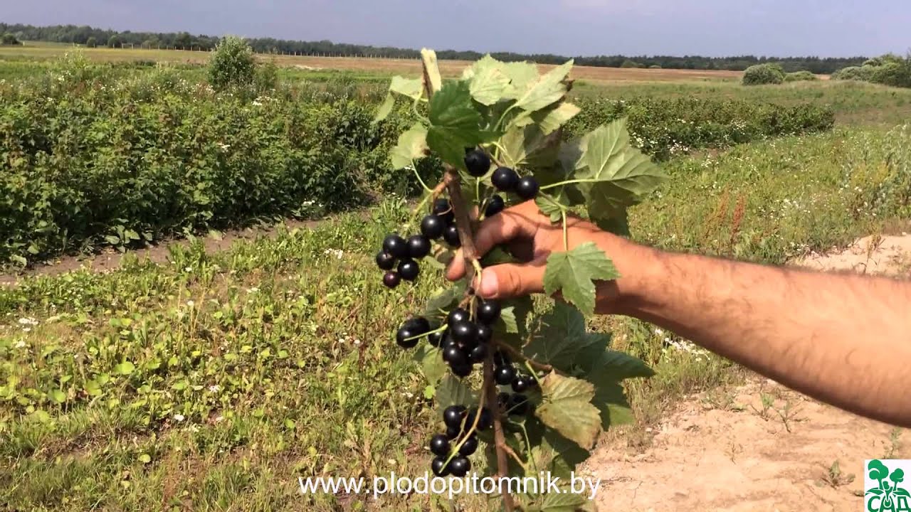 Превью видео