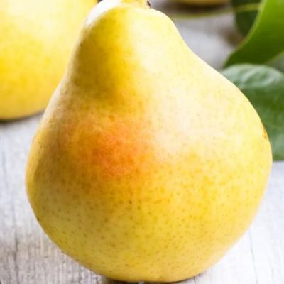 Желтая в Пинске