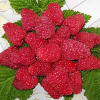 Сладкая в Пинске