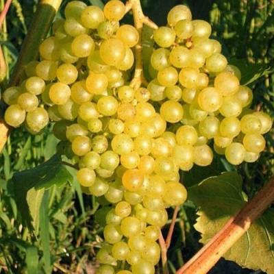 Желтый в Пинске