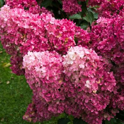 Фрайз в Пинске