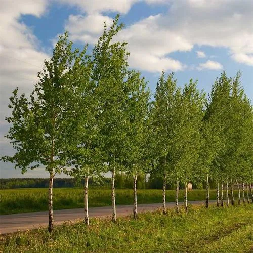 Береза обыкновенная в Пинске