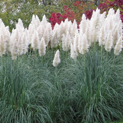 Кортадерия белая (пампасная трава) в Пинске