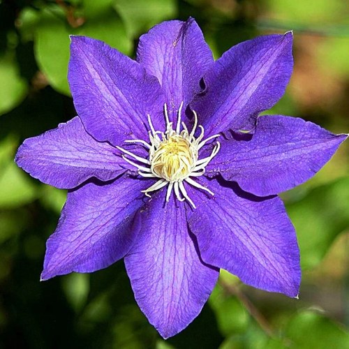 Клематис ЗЕ ПРЕЗИДЕНТ в Пинске