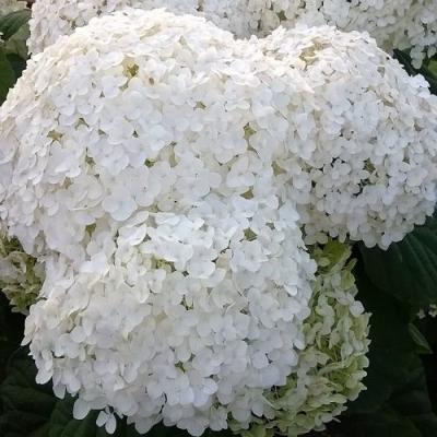 Белая в Пинске