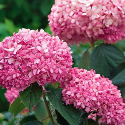 Розовая в Пинске