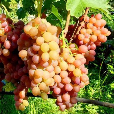 Сладкий в Пинске