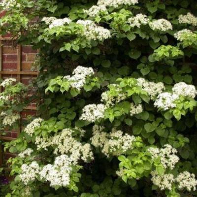 Черешковая в Пинске