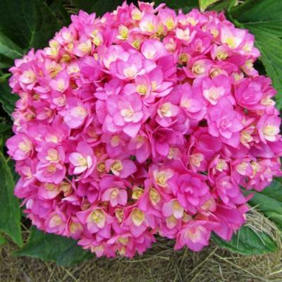 Ремонтантная в Пинске