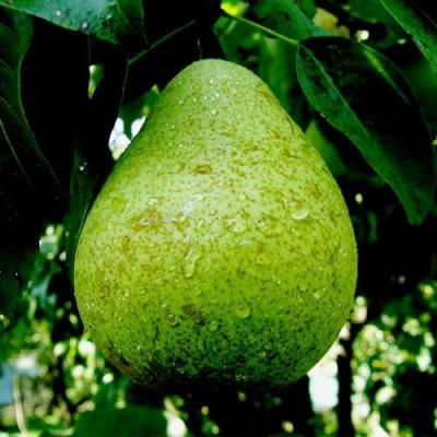 Зеленая в Пинске