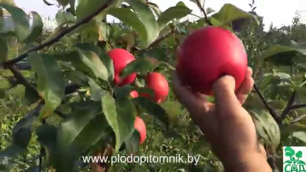 Превью видео
