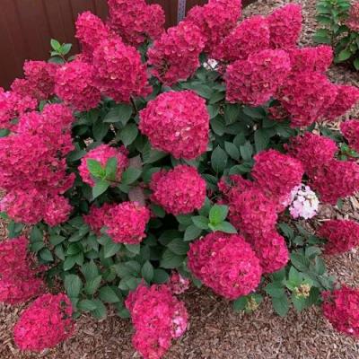 Красная в Пинске