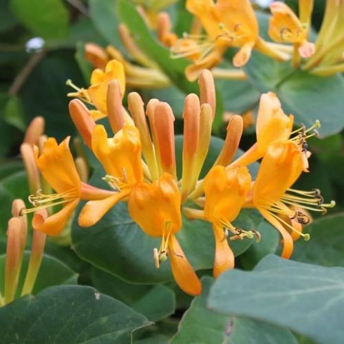 Жимолость ТЕЛЬМАНА в Пинске