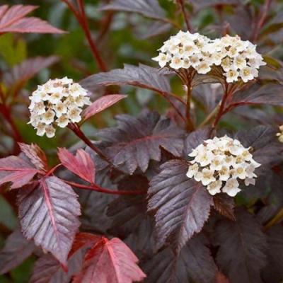 Бордовый в Пинске