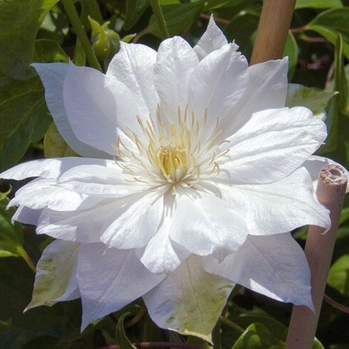 Клематис ДАЧЕСС ОФ ЭДИНБУРГ в Пинске