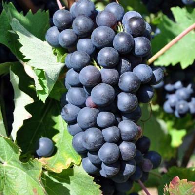 Круглый в Пинске