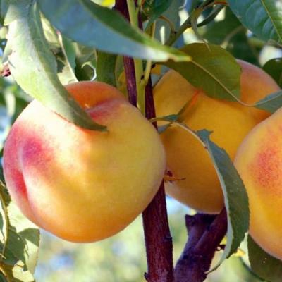 Колонновидные персики в Пинске