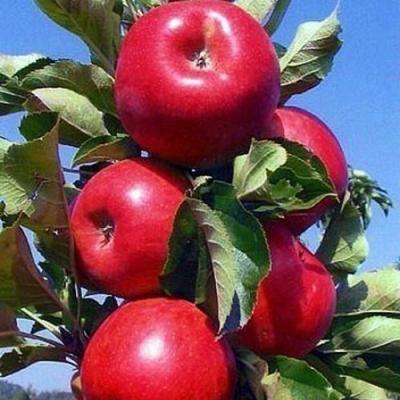 Колонновидные яблони в Пинске