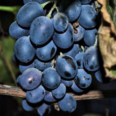 Синий в Пинске