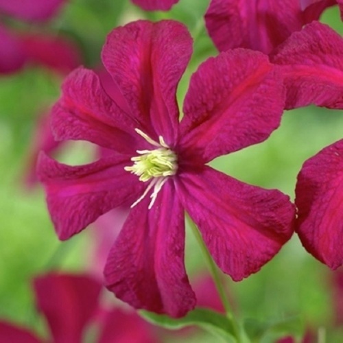 Клематис МАДАМ ДЖУЛИЯ КОРРЕВОН в Пинске