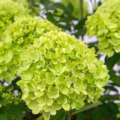 Зеленая в Пинске