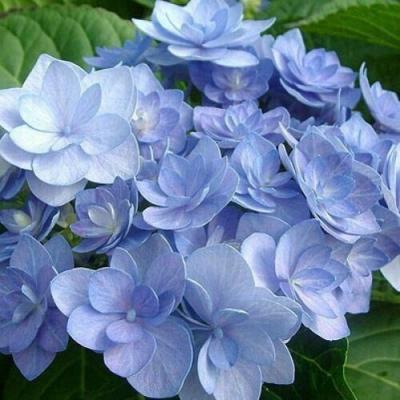 Голубая в Пинске