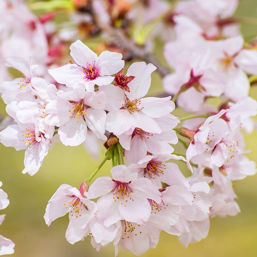 Сакура КОЙО НО МАЙ в Пинске