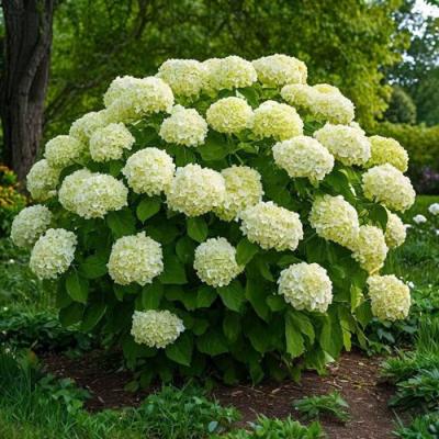 Большие (высокие) в Пинске