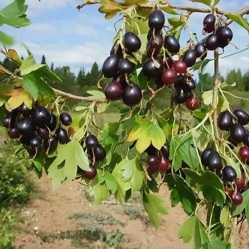 Смородина золотистая ЛЕВУШКА в Пинске