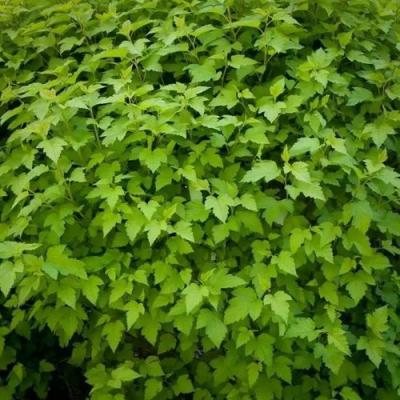 Зеленый в Пинске