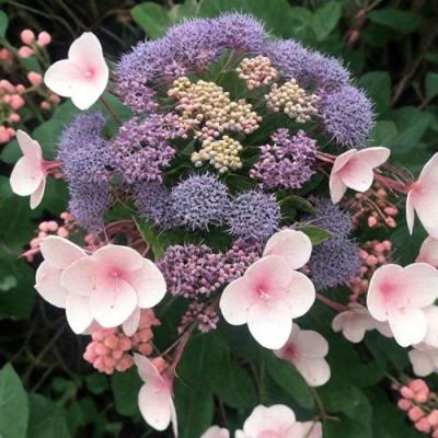 Шершавая в Пинске