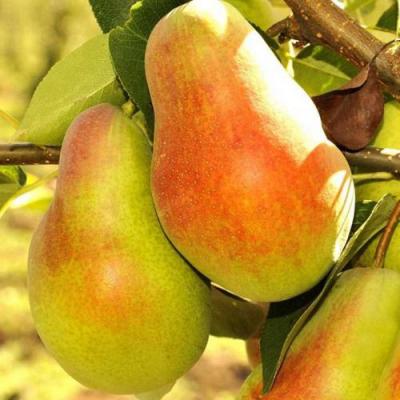 Красавица в Пинске