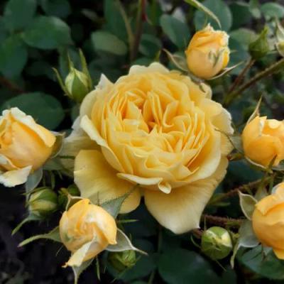 Роза флорибунда в Пинске